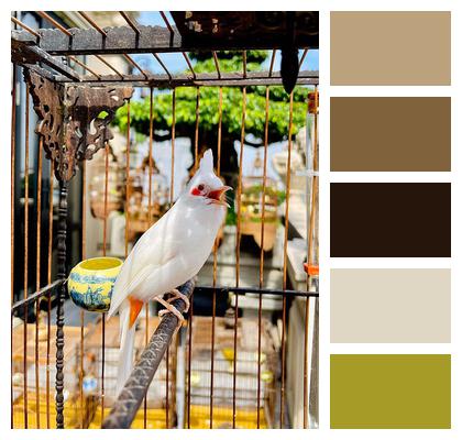 Pet Bird Bird Cage Image
